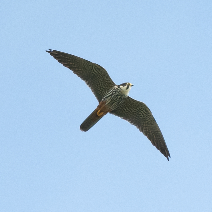 Eurasian hobby